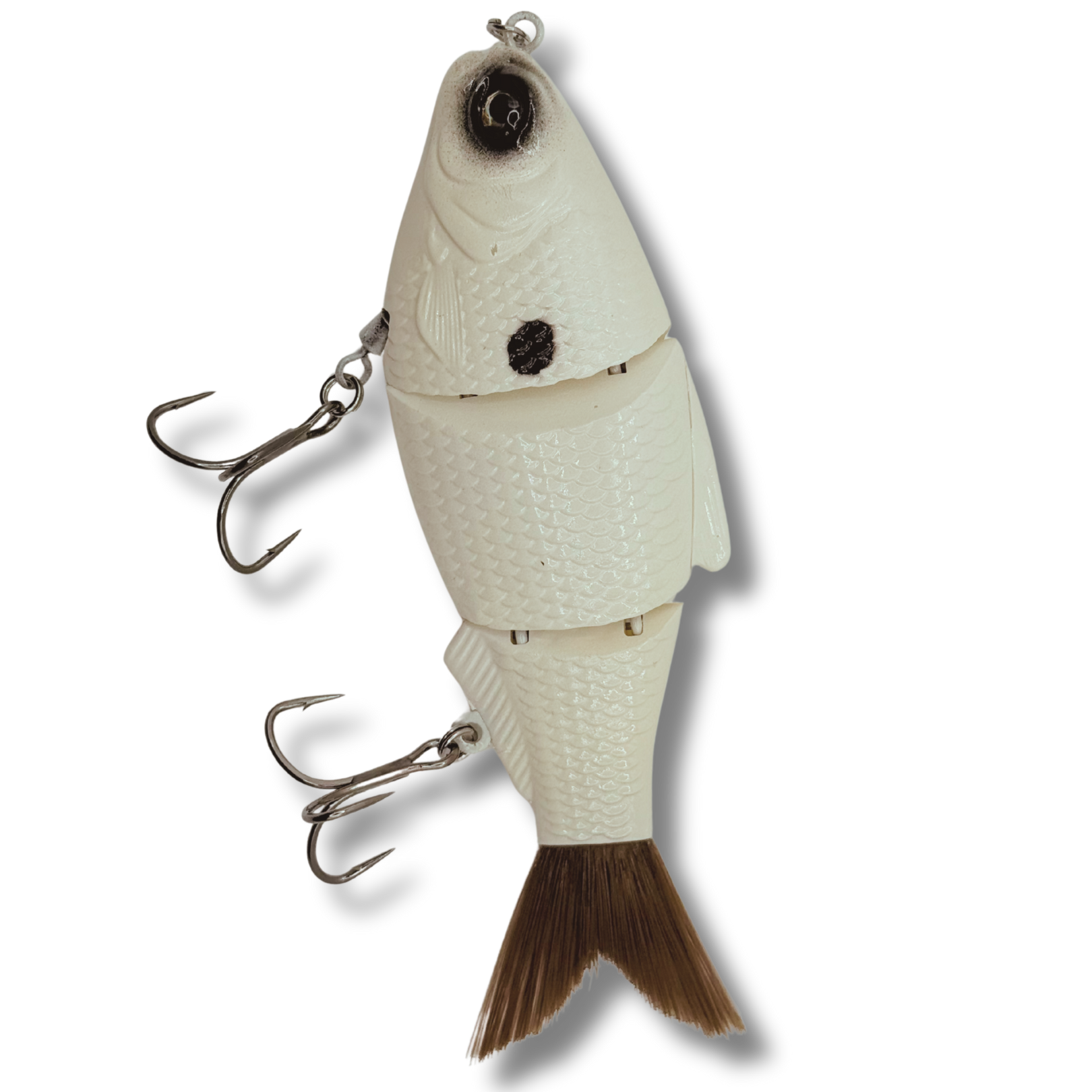 P.Fish Bone TC⑥ @bikamori.com フィッシュボーン ビカクシダ 【公式